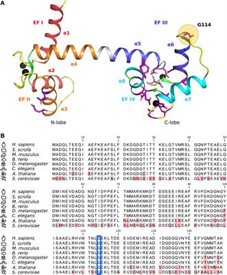 Calmodulin mutations affecting Gly114 impair binding to the NaV1.5 IQ-domain